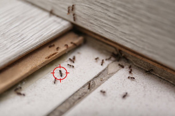 Best Exterminator Services  in Colorado City, AZ