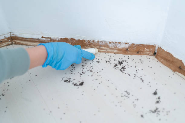 Best Best Pest Control Companies  in Colorado City, AZ