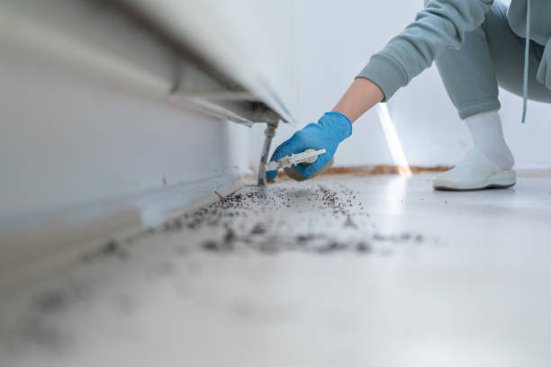 Best Pest Control Treatment  in Colorado City, AZ