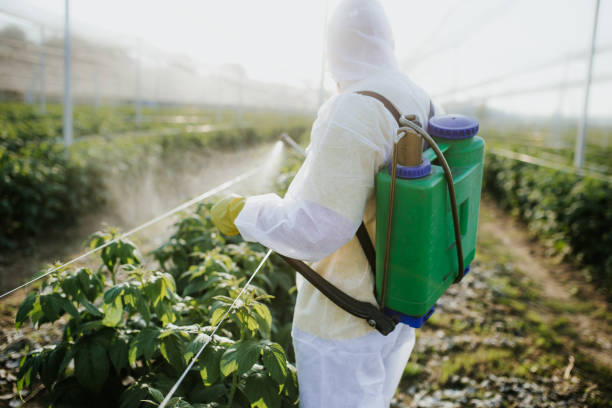 Best Local Pest Control Services  in Colorado City, AZ